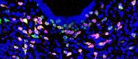 image of neurons in the brain
